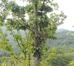 가는가래