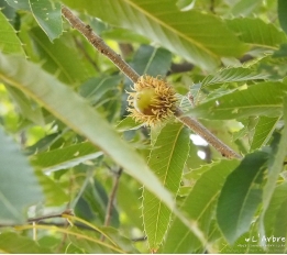 가는가래