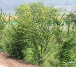 앵도나무 (앵두나무)