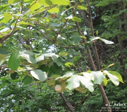 함박꽃나무 (산목련)