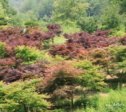 홍단풍 (노무라단풍)